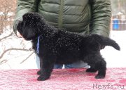 Превью фото № 221110