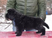 Превью фото № 221111