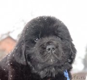 Превью фото № 221112