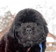 Превью фото № 221113