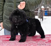 Превью фото № 221114