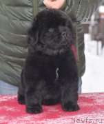 Превью фото № 221120