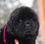 Превью фото № 221121