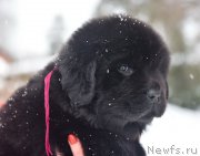 Превью фото № 221122