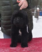 Превью фото № 221125