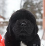 Превью фото № 221126