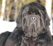 Превью фото № 221135