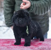 Превью фото № 221148