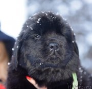 Превью фото № 221151