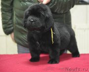 Превью фото № 221153