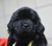 Превью фото № 221157