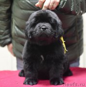 Превью фото № 221158