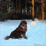 Превью фото № 221163