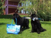 Превью фото № 221180