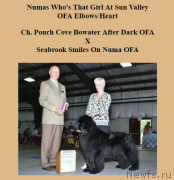 Превью фото № 221203