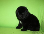 Превью фото № 221224