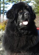 Превью фото № 221225