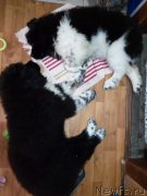 Превью фото № 221241