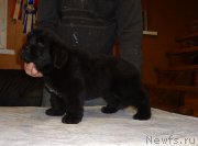 Превью фото № 221247