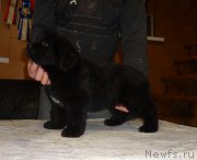 Превью фото № 221249