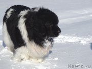 Превью фото № 221280