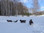 Превью фото № 221281