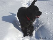 Превью фото № 221282