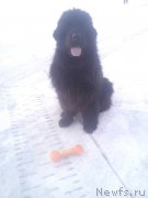 Превью фото № 221285