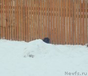 Превью фото № 221304