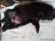 Превью фото № 221327