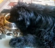 Превью фото № 221329