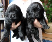 Превью фото № 221374