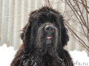 Превью фото № 221395