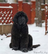 Превью фото № 221430