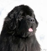 Превью фото № 221458