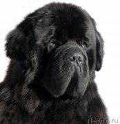 Превью фото № 221462