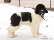 Превью фото № 221475