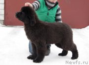 Превью фото № 221482