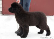 Превью фото № 221484