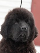 Превью фото № 221490