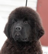 Превью фото № 221491