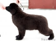 Превью фото № 221494