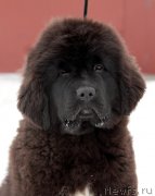 Превью фото № 221499