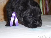 Превью фото № 221502