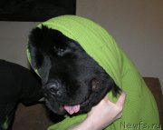 Превью фото № 221523