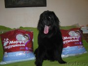 Превью фото № 221524