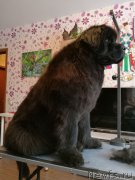 Превью фото № 221559