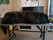 Превью фото № 221560