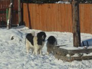 Превью фото № 221606