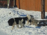 Превью фото № 221607